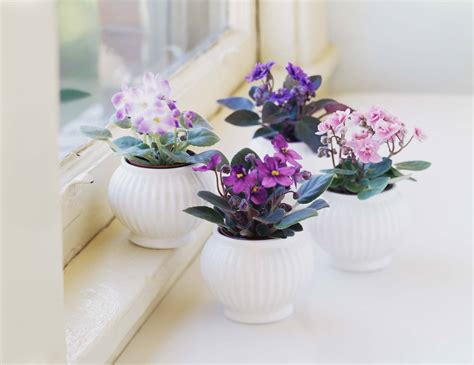 Sun, sun, and more sun. 8 Easy-Care Flowering Houseplants
