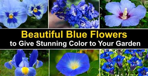 Stunning Types Of Blue Flowers With Pictures And Names