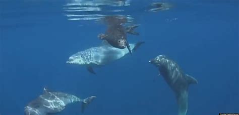 Altruistic Dolphins Help Seal Find Its Way Back To Sea Video Huffpost