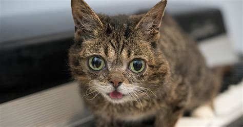 © fort wayne animal care and control/facebook modern technology helped kemo reunite with his owners after being separated for nearly a decade. Lil BUB Makes a Big Difference for Special-Needs Animals ...