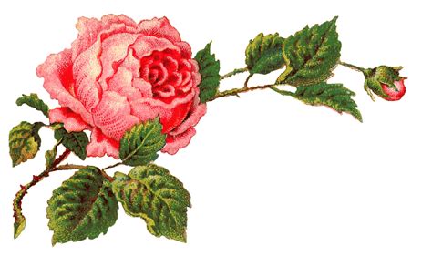 Download High Quality Rose Transparent Victorian Transparent Png Images