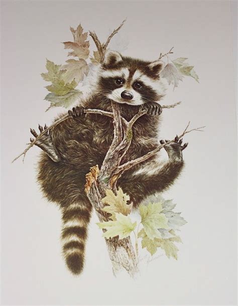 1976 Vintage Raccoon Drawing Raccoon Art Cute Raccoon Raccoon Tattoo
