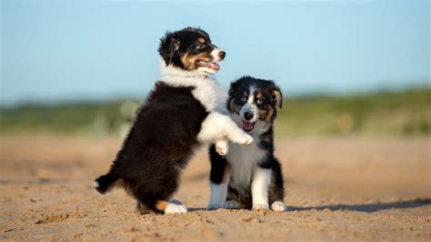 Maybe you would like to learn more about one of these? The 30 Most Popular Small Dog Breeds in America - Page 6 ...