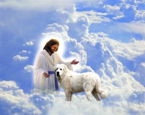 Do Animals Go To Heaven Blog St Martin Apostolate