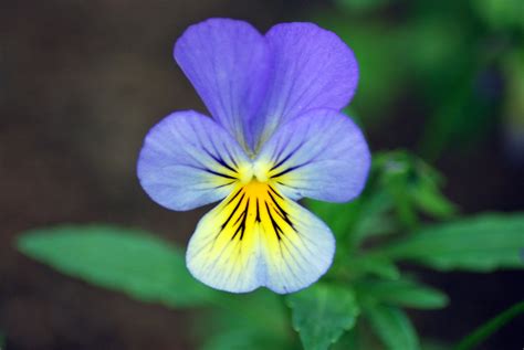 Pansy Purple Flower Free Stock Photo Public Domain Pictures