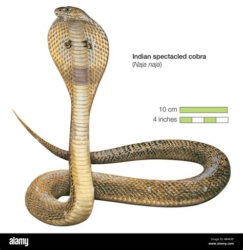 Indian Spectacled Cobra Naja Naja Stock Photo Alamy