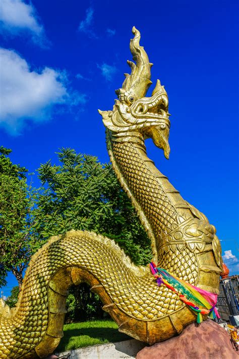 Free Images : big, cobra, king of nagas, view, biggest, golden