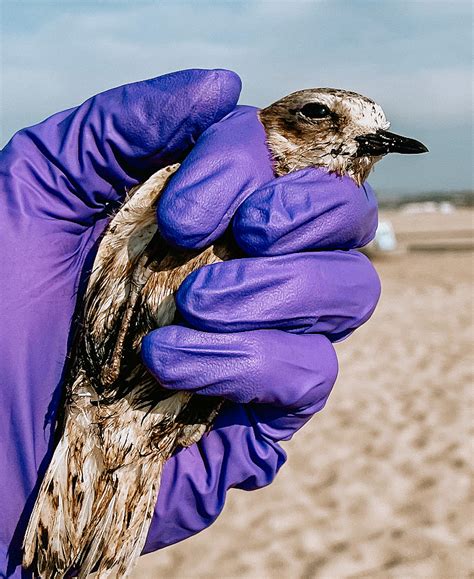 Why Rehabilitate Oiled Birds International Bird Rescue