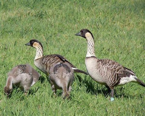 62 Best North American Duck And Goose Species Images On Pinterest
