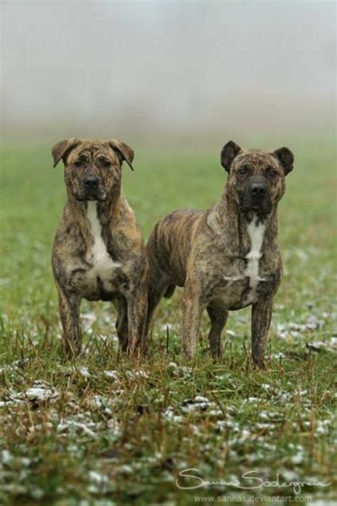 Perro Cimarron Dog Breed Information Images Characteristics Health