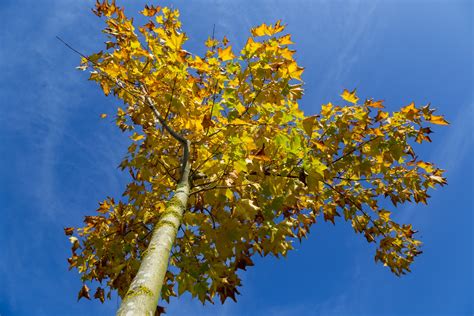 Autumn Tree Free Stock Photo Public Domain Pictures