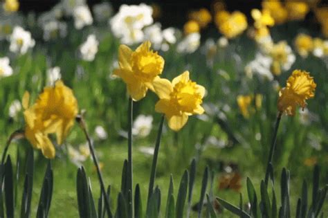 #cvecara #cvecaranovisad #cvecaraneven #poklon #virag. Daffodil GIF - Daffodil Flowers - Discover & Share GIFs