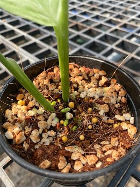 Minimum one of the three leaves will be predominantly white. Monstera adansonii variegated (Indo) | RRHE