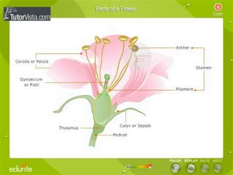 We did not find results for: Parts Of a Flowers - YouTube