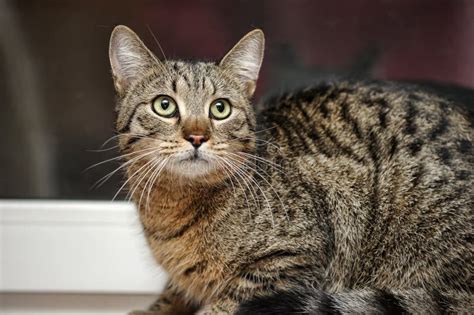 Striped Shorthair Cat Stock Photo Image Of Grey Beautiful 128075314
