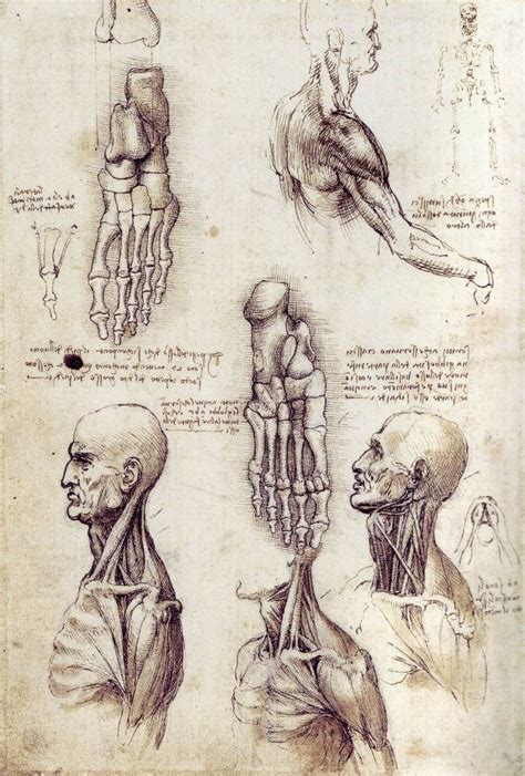 Leonardo Da Vincis Anatomical Sketches Da Vinci Painting Anatomy