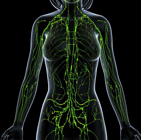 New Science Of Weight Loss Lymphatic System Detoxification Ossipinsky