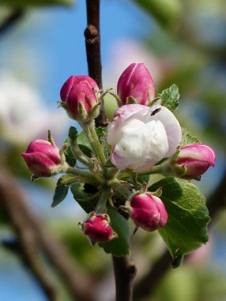 Apple Blossom Apple Tree Flower Free Stock Photos In Jpeg 