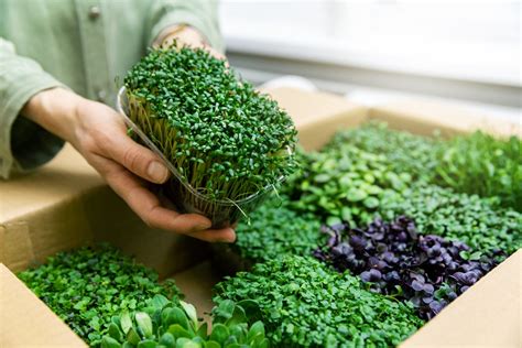 How To Grow Microgreens At Home Bob Vila