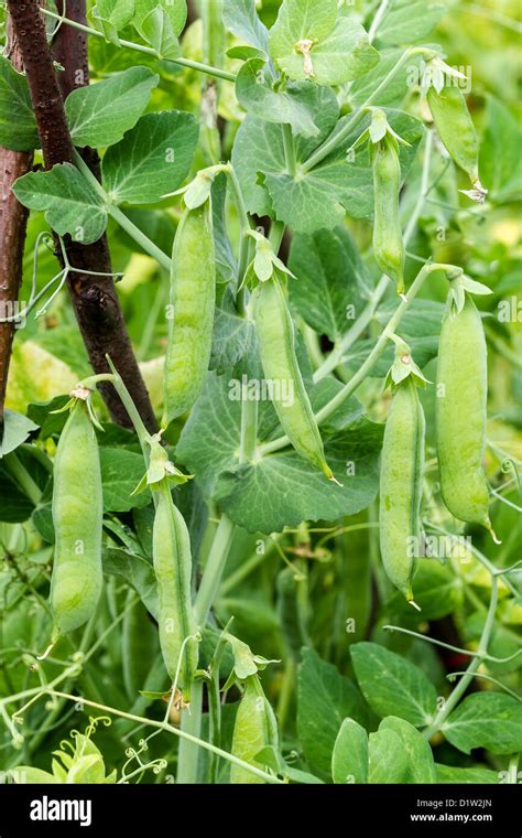 Pea Plant Hi Res Stock Photography And Images Alamy