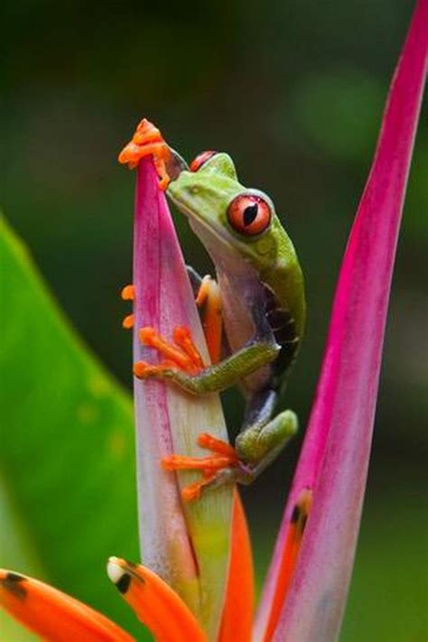 Maybe you would like to learn more about one of these? Frog iPhone Wallpapers - Top Free Frog iPhone Backgrounds ...