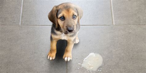What Does It Mean When A Dog Vomits Foam