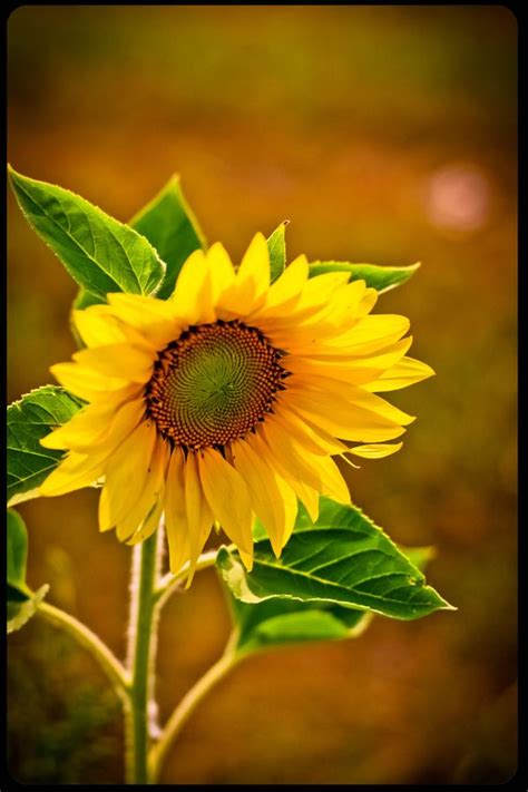 Sunflower By Yana Yaskina On 500px Sunflower Plants