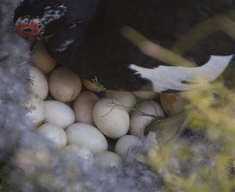 Muscovy Duck And Nest Of Eggs Clippix Etc Educational Photos For