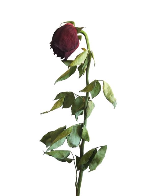 Download Gothic Rose Free Download Hq Png Image Free Unlimited Png