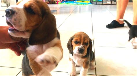Newborn Beagle Puppies Cute And Derpy Playing Beagle Puppies Youtube