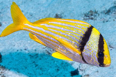 Porkfish Anisotremus Virginicus En Porkfish Fr Gor Flickr