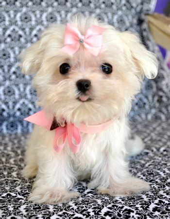 Spaniel gentle, roman ladies dog, the comforter, melitaie dog, ye ancient dogge of malta, maltese lion dog, and maltese terrier. Tiny Teacup Maltese Too Cute for Words!! Stunning Bright ...
