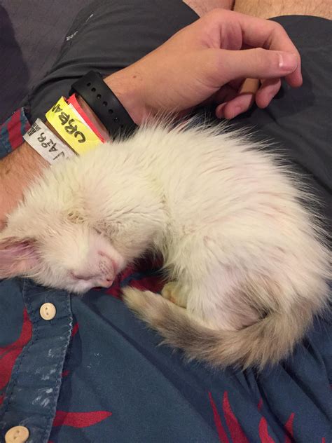 I found a kitten today : r/aww