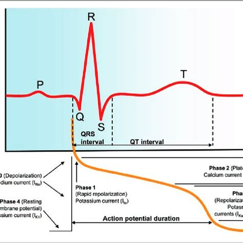 Electrocardiogram And Cardiac Action Potential Trace Corresponding To