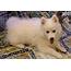 Japanese Spitz Puppies For Sale From Reputable Dog Breeders