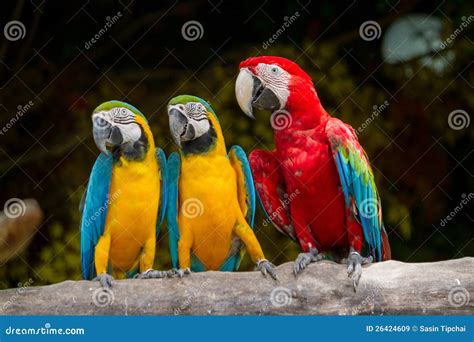 Blue And Yellow Red Macaw Royalty Free Stock Images Image 26424609