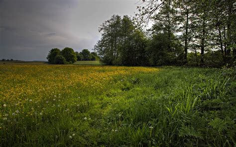 nature, Grass, Flowers, Trees, Field, Clouds, Landscape Wallpapers HD ...