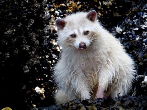 A Photogenic White Raccoon They Have A Thriving Population On New