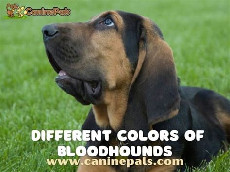Different Colors Of Bloodhounds All You Need To Know Canine Pals