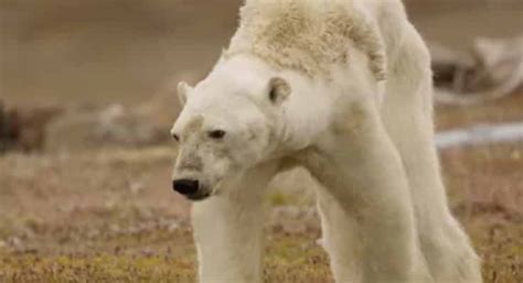 Heartbreaking Video Shows A Starving Polar Bear Clinging To Life On Ice