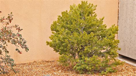 New Mexico Arbor Day Tree Planting Unm Newsroom