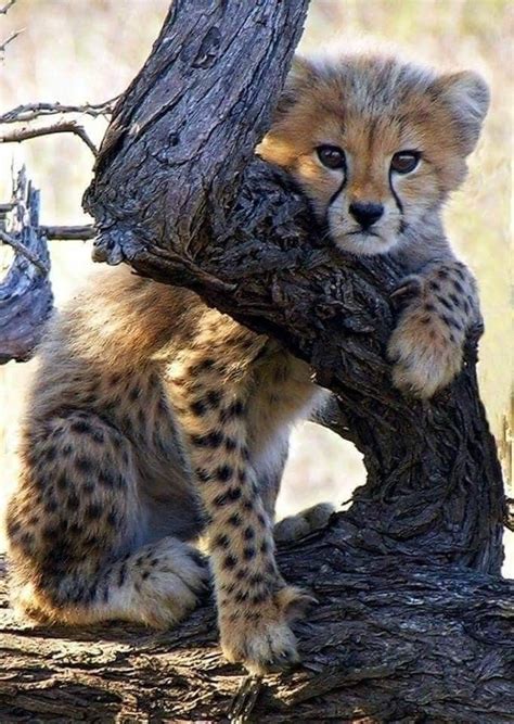 Pin By Photos~c On Big Catscubs Animals Wild Beautiful Cats Baby