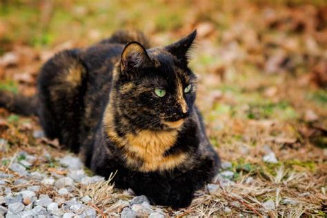 Calico Cat Vs Tortoiseshell Whats The Difference