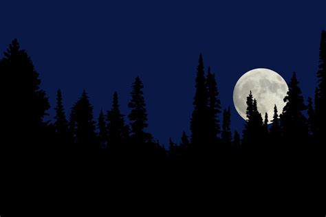 A Full Moon At Night In The Forest By Samiphoto