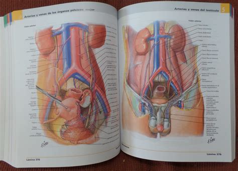 Netter Atlas De Anatomia Humana 7 Edicion Frank Netter You Ll Also Find