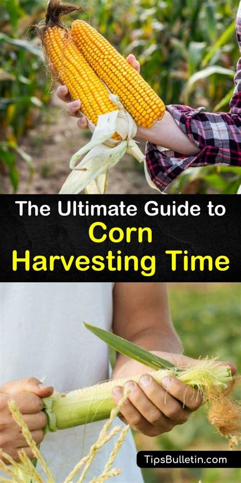 Corn Picking Time When To Harvest Sweet Corn