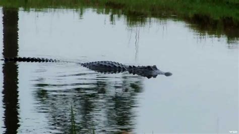 Bow Hunting Alligators On The Bayou Youtube