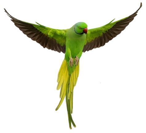 Parrot Png 10 Free Cliparts Download Images On Clipground 2023