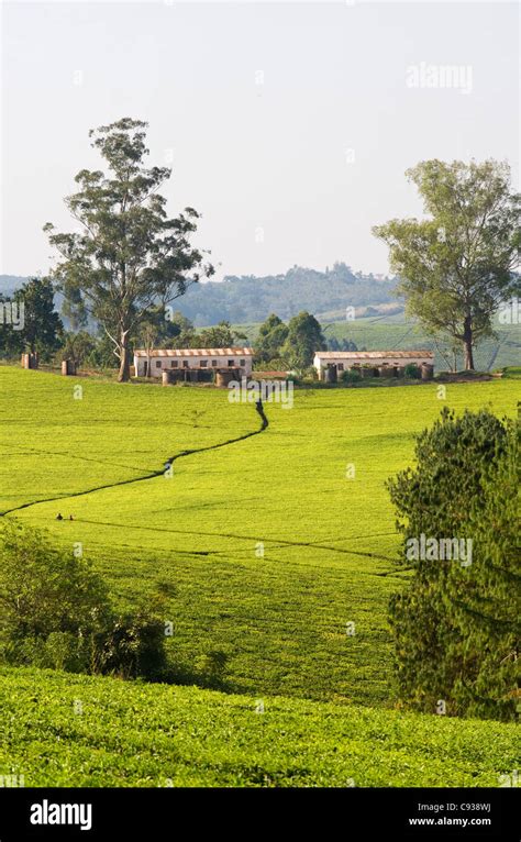 Malawi Thyolo Satemwa Tea Estate Tea Bushes Cloak The Landscape At