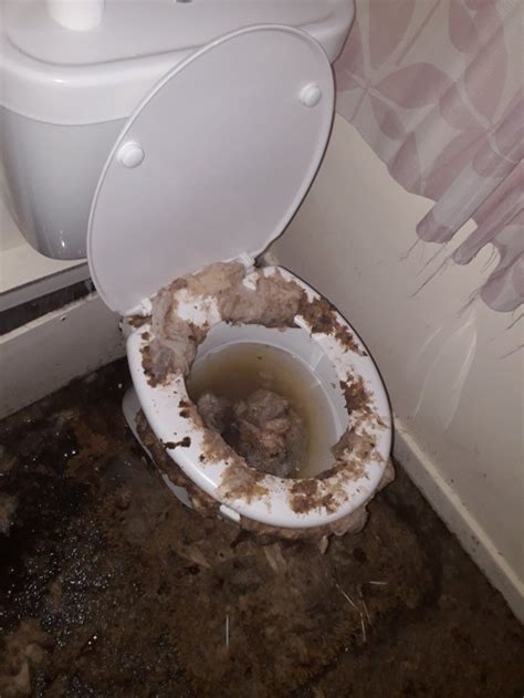 Mums Flat Covered In Poo And Used Toilet Paper Due To Blockage Metro